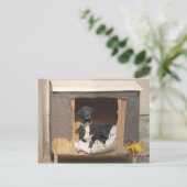 Nowzad Rescue Postcard Postkarte (Stehend Vorderseite)