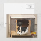 Nowzad Rescue Postcard Postkarte (Vorne/Hinten)