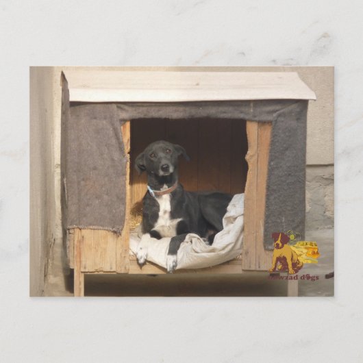 Nowzad Rescue Postcard Postkarte (Vorderseite)