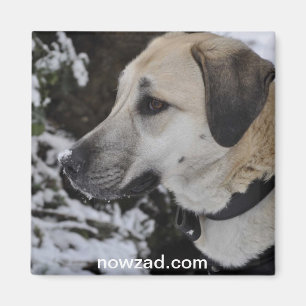 Nowzad Rettungs-Hundekilo-Magnet Magnet