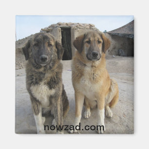 Nowzad verfolgt Magneten Magnet