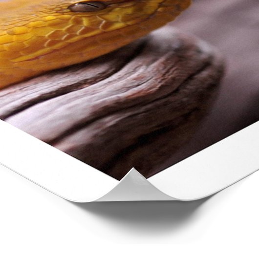 NR Snake Fotografy_Page00 Poster (Ecke)