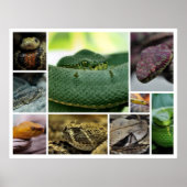 NR Snake Fotografy_Page00 Poster (Vorne)