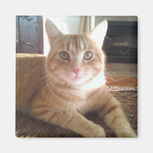 Nubby die Katze Magnet