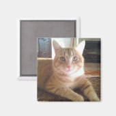 Nubby-Katze Magnet (Vorderseite/Rückseite)