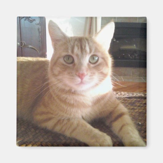 Nubby-Katze Magnet (Vorne)