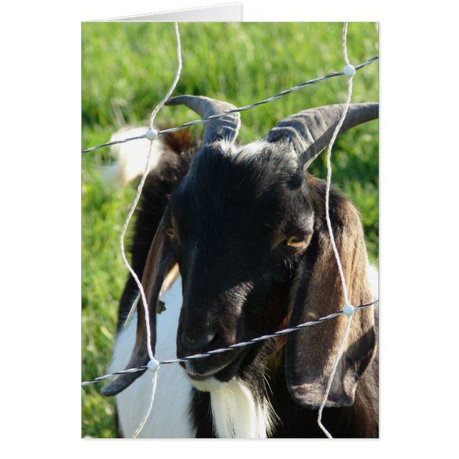 Nubian Billy Goat (Vorne)