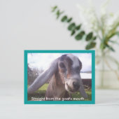 Nubian Goat Postkarte (Stehend Vorderseite)