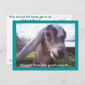 Nubian Goat Postkarte (Vorne/Hinten)