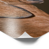 Nubian Goat Print Fotodruck (Ecke)