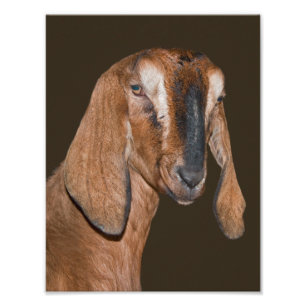 Nubian Goat Print Fotodruck