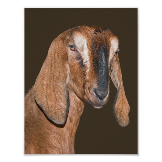 Nubian Goat Print Fotodruck (Vorne)
