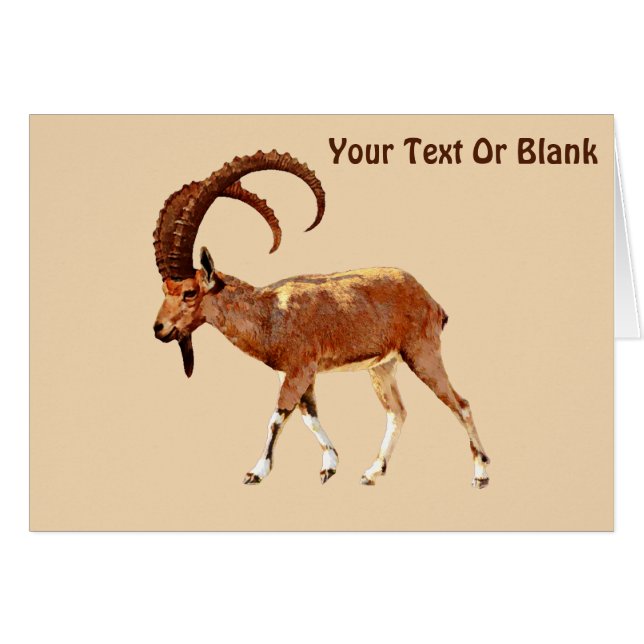 Nubian Ibex - Ein Gedi (Vorderseite (Horizontal))