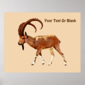 Nubian Ibex - Ein Gedi Poster (Vorne)
