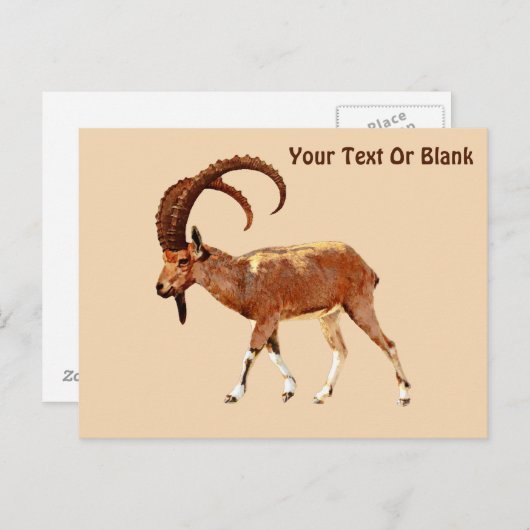 Nubian Ibex - Ein Gedi Postkarte (Vorne/Hinten)
