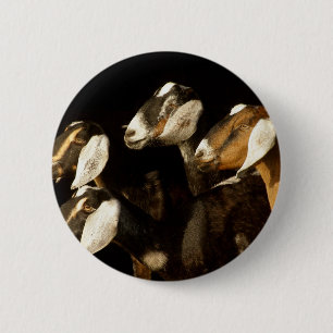 Nubians tut fokussiert button