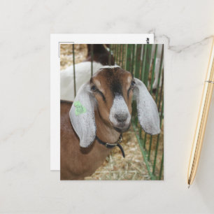 Nubische Ziege auf der County Fair Postkarte
