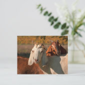 nubische Ziegen Postkarte (Stehend Vorderseite)