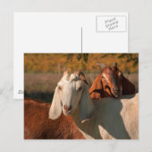 nubische Ziegen Postkarte (Vorne/Hinten)