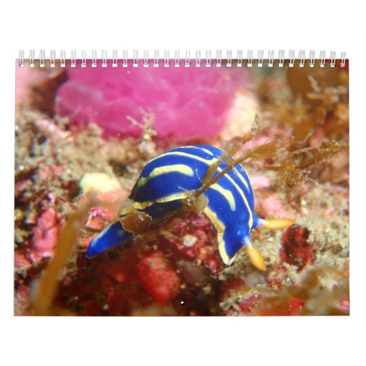 Nudibranch Kalender (Titelbild)
