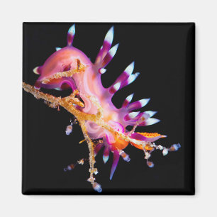 Nudibranch quadratischer Magnet
