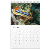 Nudibranchs in Siquijor: Desktop-Kalender Kalender (Mär 2026)