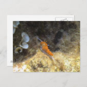 NudiBranntwein Postkarte (Vorne/Hinten)