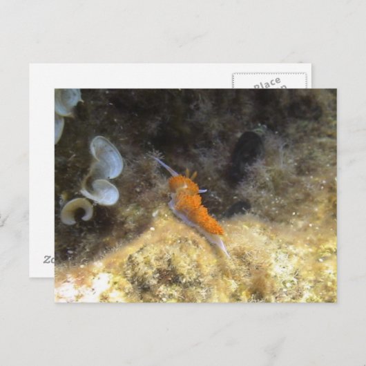 NudiBranntwein Postkarte (Vorne/Hinten)