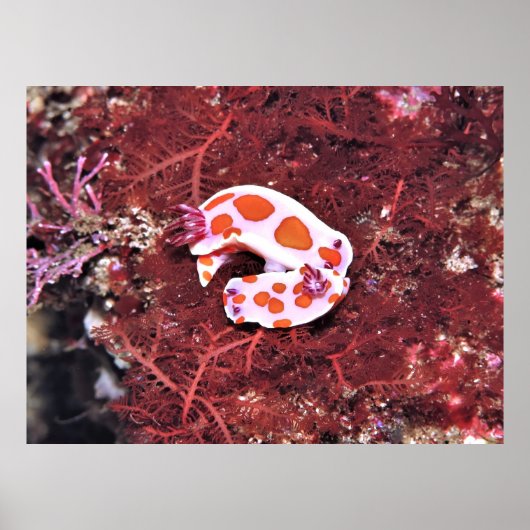 Nudis Poster (Vorne)