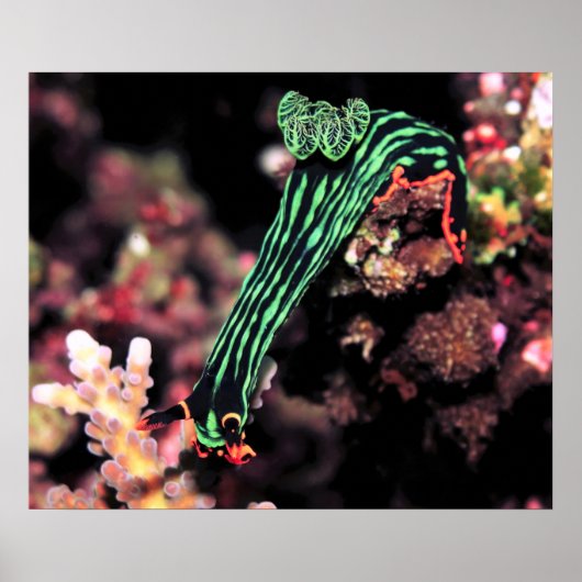 Nudizweig geht nach unten poster (Vorne)