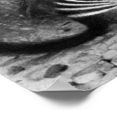 Numbat - F.W. Kuhnert Poster (Ecke)