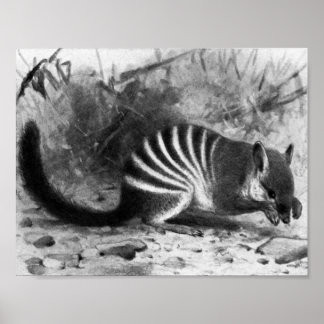 Numbat - F.W. Kuhnert Poster