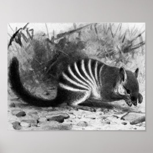 Numbat - F.W. Kuhnert Poster (Vorne)