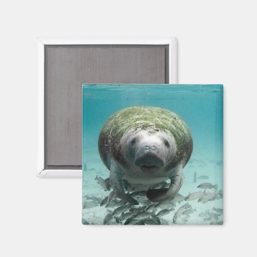 Nun, Hallo Da Manatee Magnet (Vorderseite/Rückseite)