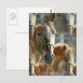 Nur Appaloosas Postkarte (Vorne/Hinten)