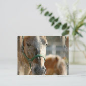 Nur Appaloosas Postkarte (Stehend Vorderseite)