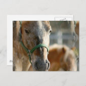 Nur Appaloosas Postkarte (Vorne/Hinten)