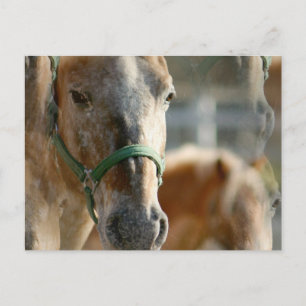 Nur Appaloosas Postkarte