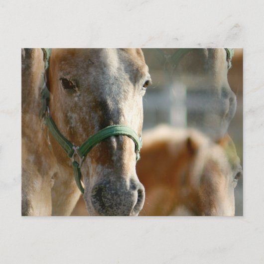 Nur Appaloosas Postkarte (Vorderseite)