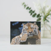 Nur Chillin Postcard Postkarte (Stehend Vorderseite)