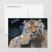 Nur Chillin Postcard Postkarte (Vorne/Hinten)