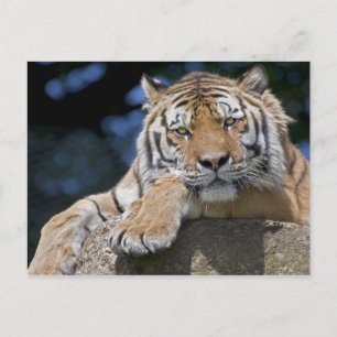 Nur Chillin Postcard Postkarte