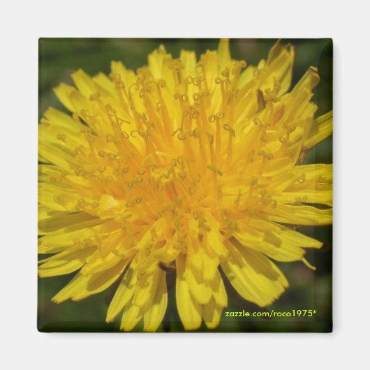 Nur Dandy! Magnet (Vorne)