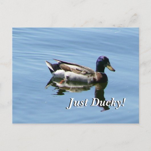 Nur Ducky! Postkarte (Vorderseite)