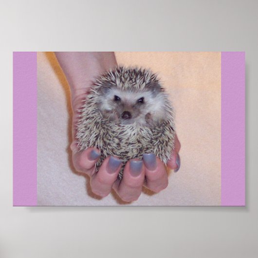 Nur ein handlicher Igel Poster (Vorne)