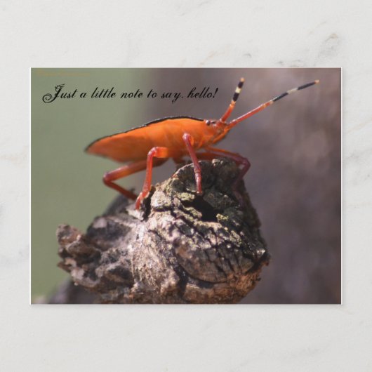 Nur ein kleiner Hinweis, hallo zu sagen! Postkarte (Vorderseite)