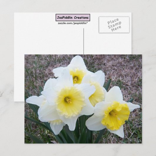 Nur ein kleines Daffodil... Postkarte (Vorne/Hinten)