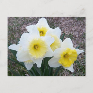 Nur ein kleines Daffodil... Postkarte