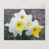 Nur ein kleines Daffodil... Postkarte (Vorderseite)