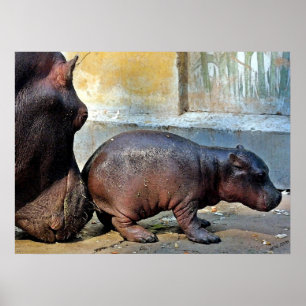 Nur ein kleines Nudge Hippopotamus Portrait Poster